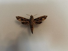 Sphingidae Eupanacra