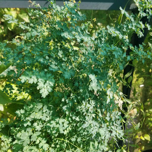 Thalictrum isopyroides - , |
