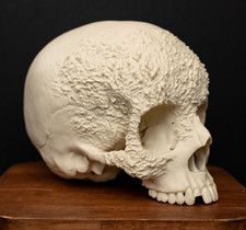 Human skull replica bone - human,