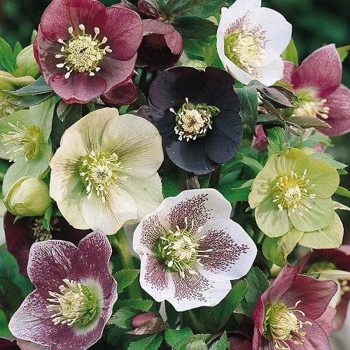 Hellebore orientalis - ,