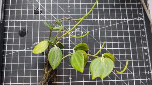 Peperomia beetle rare house - rare,