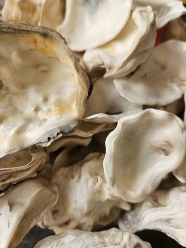 1kg oyster shells for - of,