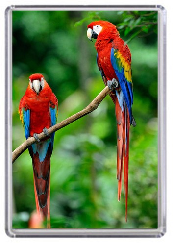 Scarlet macaws fridge magnet - macaws,