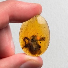 Spider in Burmese / Burmite