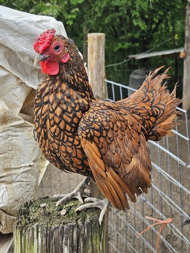 Golden sebright bantam - 6,