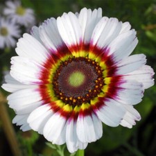50 Giant Cape Wild Daisy Flower Seeds to Grow 60cm Colourful Plants Zulu Prince