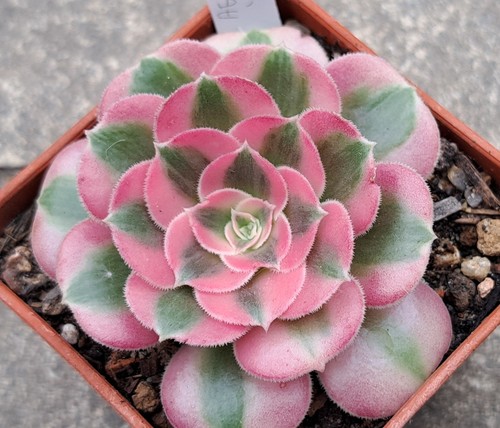 Aeonium species cultivars - aeonium, &