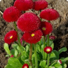 Bellis Daisy Tasso Red x 12