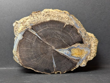 Petrified wood fossil Blue
