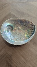 Unpolished Abalone Shell -