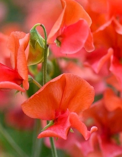 Sweet pea plug plants - x,