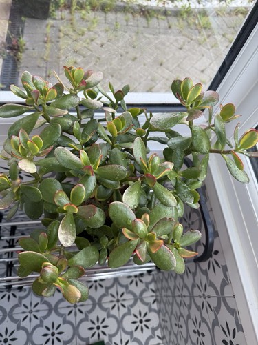 Crassula ovata money plant - ovata,