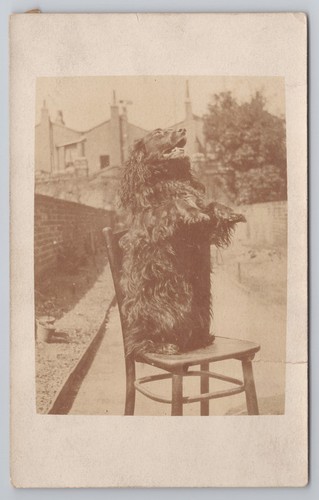 Victorian spaniel rppc - rppc, dog