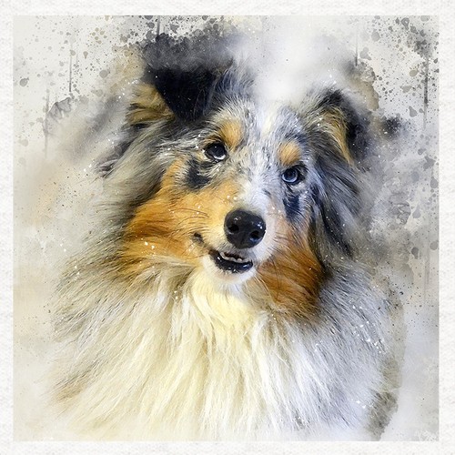 Dog shetland sheepdog fabric - -shetland, sheepdog-