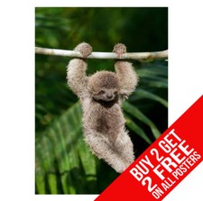 BABY SLOTH POSTER BB1 PRINT A4
