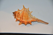 Specimen Murex Trapa - 3" -