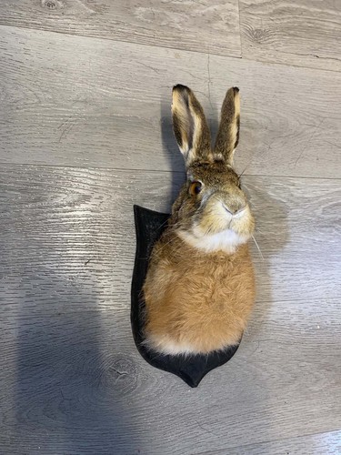 Taxidermy hare head good - taxidermy,