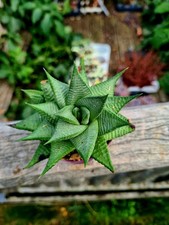 CLEARANCE: Haworthia Limifolia Spiralis succulent plant in pot