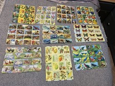 Mamelok Press 10 X Die Cut