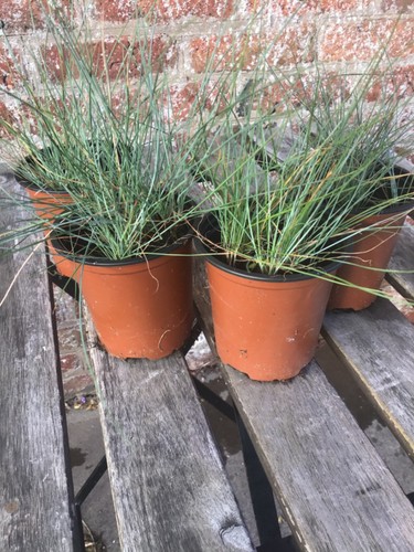 Reduced pots blue fescue - reduced,