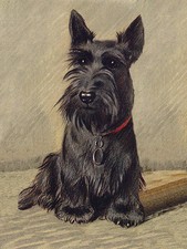 SCOTTISH TERRIER CHARMING