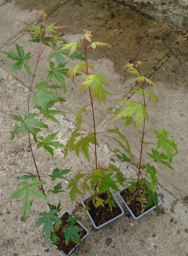 Acer palmatum japanese maple - 3,