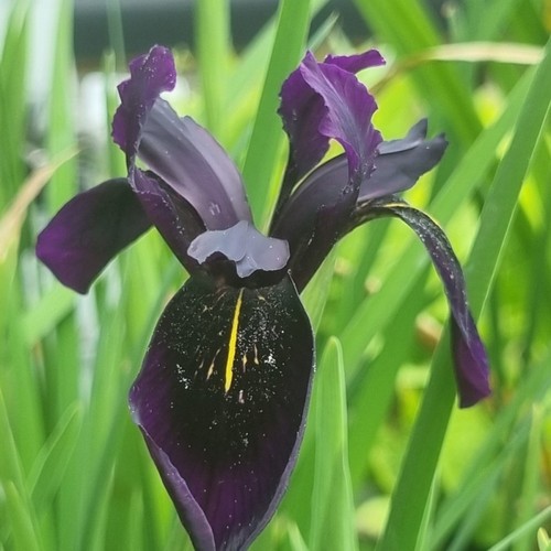 Iris chrysographes black form - iris,