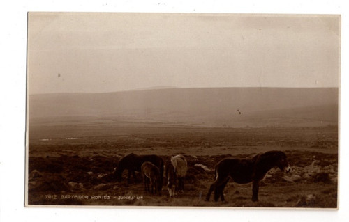Dartmoor ponies devon horses - devon,