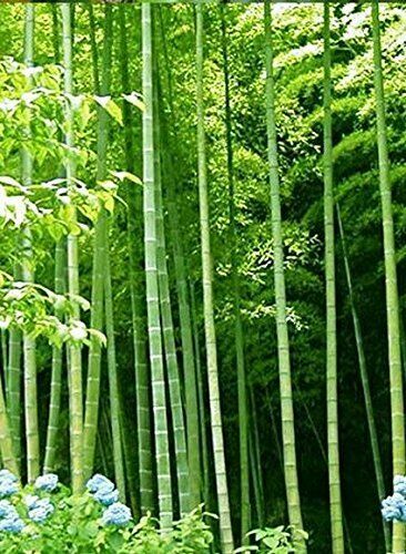 Bamboo arundinacea - 10,