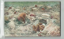 MILITARY -  DAILY MAIL