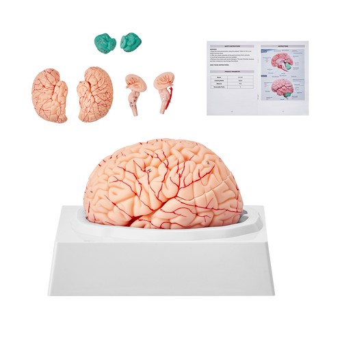 Human brain model - brain,