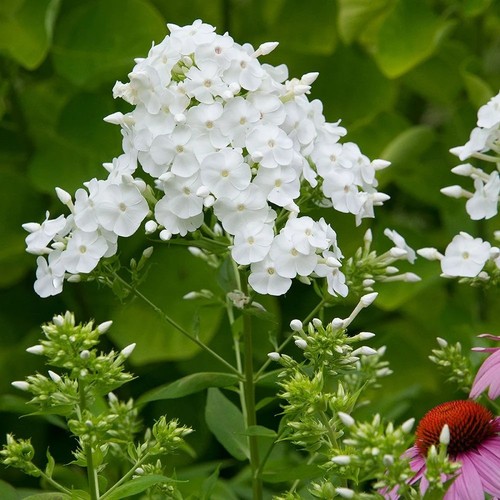 Phlox paniculata rembrandt - paniculata, |
