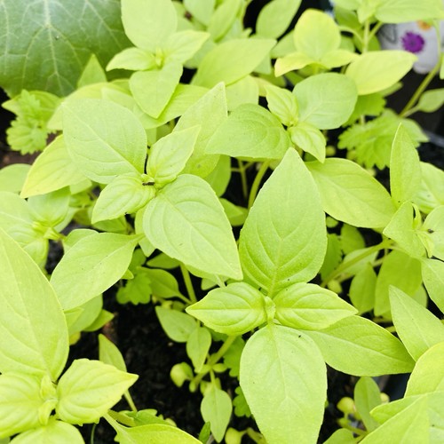 Lime basil herb organic plug - herb,