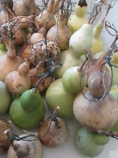 15 MIXED  BOTTLE GOURDS SEEDS -  FOR CRAFTS AND DECORATIONS - GROWN IN U.K