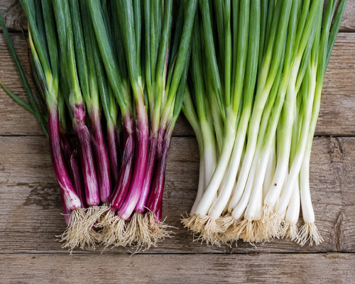 Red white welsh onion plug - red,