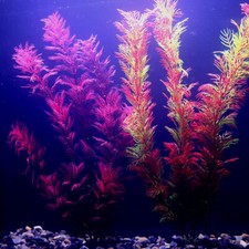 Artificial Fish Tank Plants