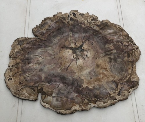 Petrified wood large - petrified, size