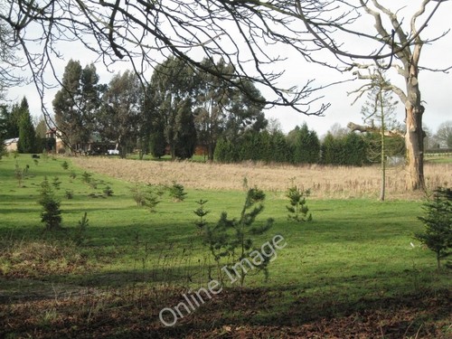 Photo 6x4 pinetum embryo - pinetum, in
