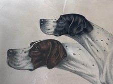 Stunning French Pencil Study Of Pointer Dogs By Maurie Broilly Painting 1958