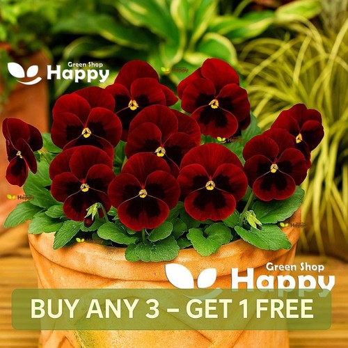 Pansy swiss giant - claret,