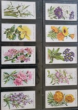 W.D. & H.O. Wills Old English