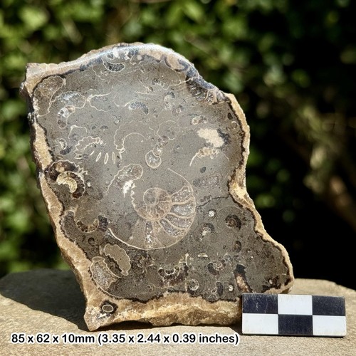 Promicroceras ammonite fossil - promicroceras,