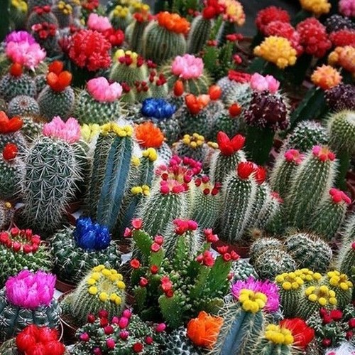 Mixed multi color cactus - color,