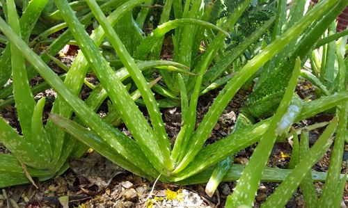 Aloe plants 12 plus - 10"-12",