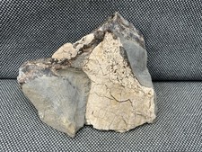 Rare Fossil Ichthyosaur Bone