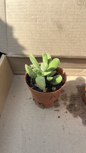 Crassula rogersii jade - rogersii,