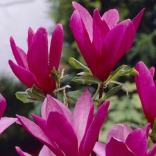Flowering Tree, Magnolia