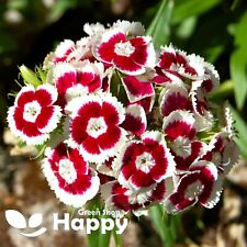 SWEET WILLIAM HOLBORN GLORY - 1000 SEEDS - DIANTHUS BARBATUS - SINGLE FLOWER