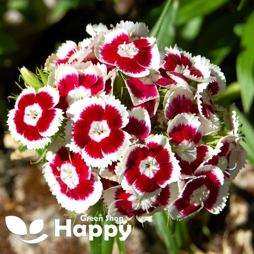 Sweet william holborn glory - sweet,