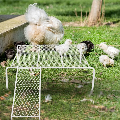 Stable durable iron chicken - stable,